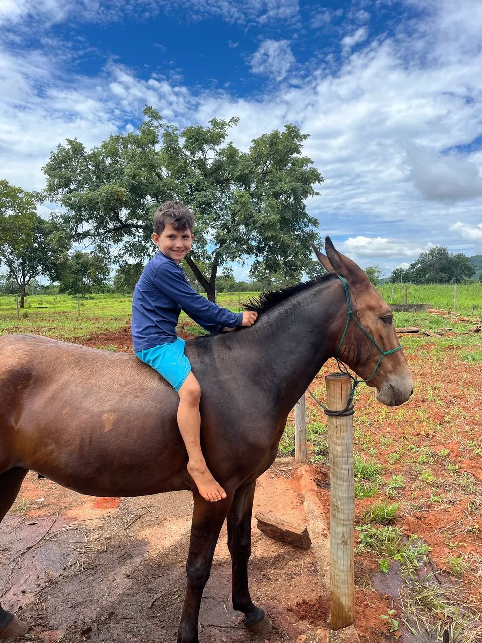 Burro registrado  - Foto 2