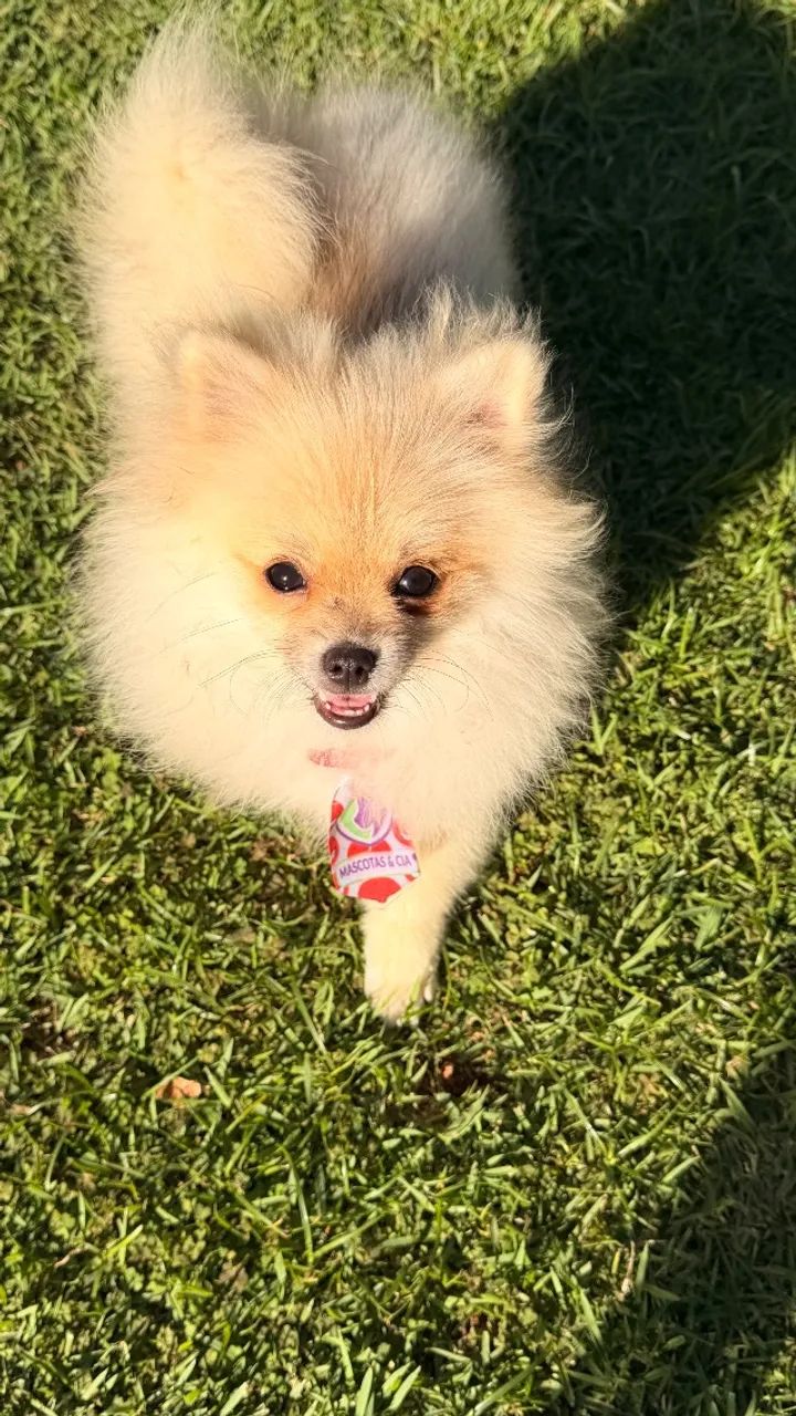 Spitz alemão anão macho