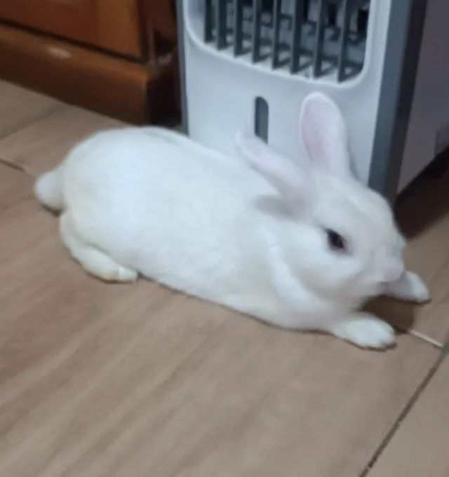 Doa-se coelho macho