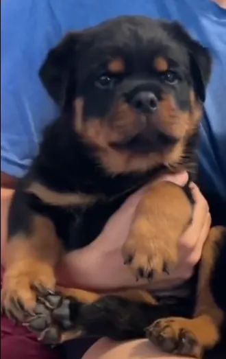 ROTTWEILER À PRONTA ENTREGA - Foto 5