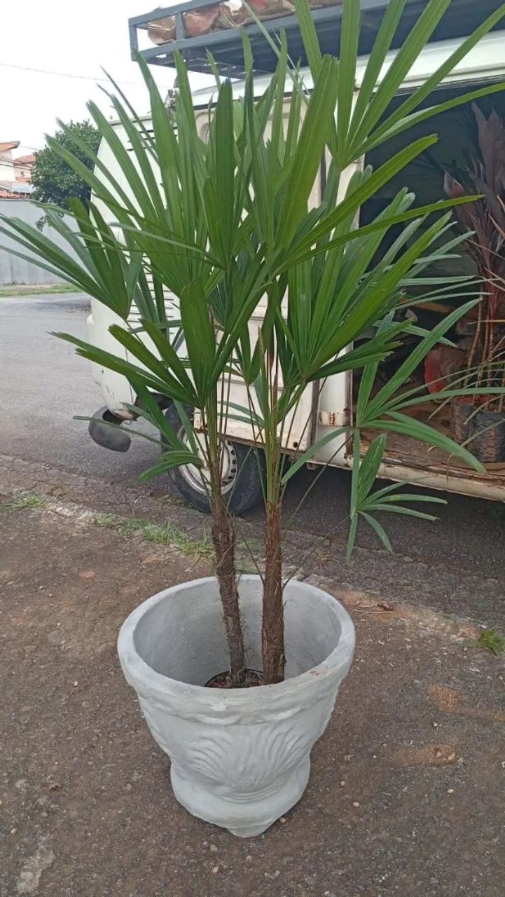 Vasos para plantas  - Foto 3