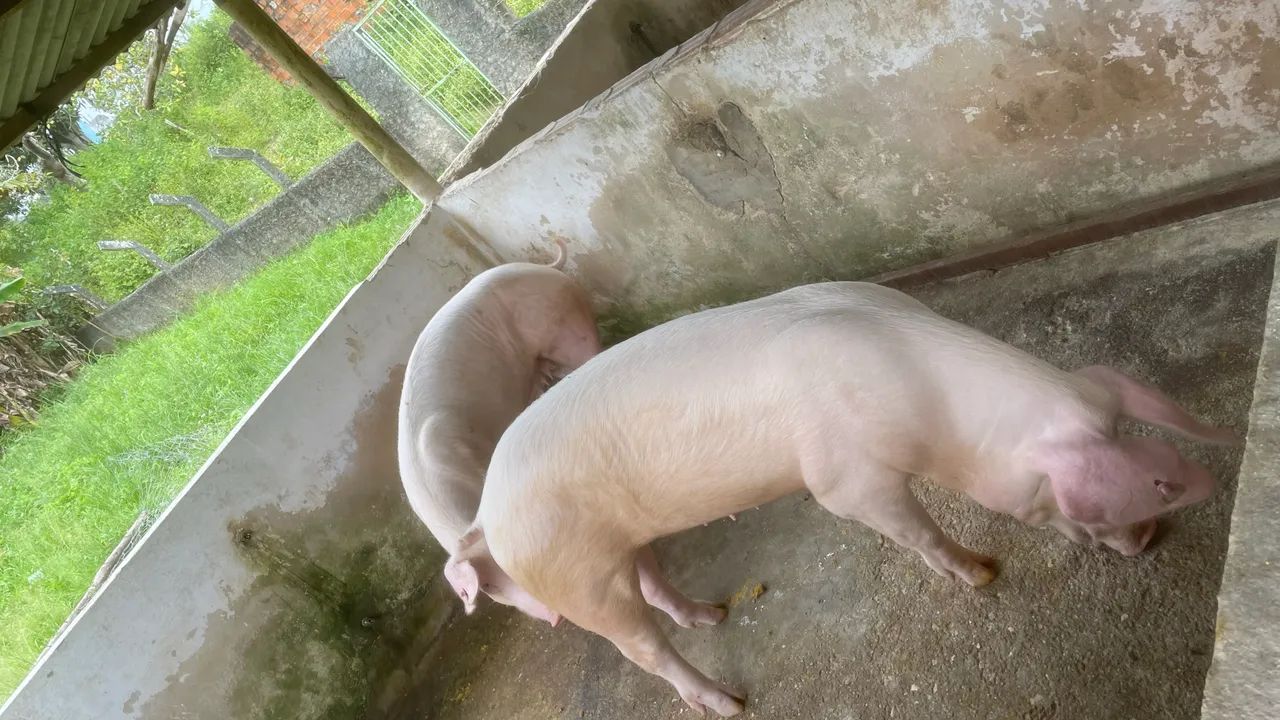 Duas porcas e um reprodutor  - Foto 2
