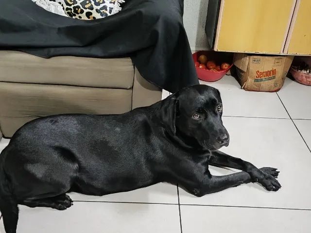 Doação labrador fêmea  - Foto 2