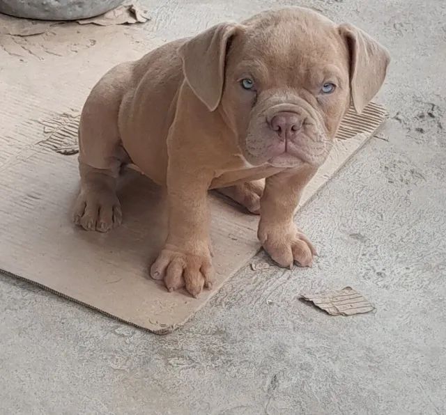american bully pode perguntar estou aberto a conversa - Foto 3