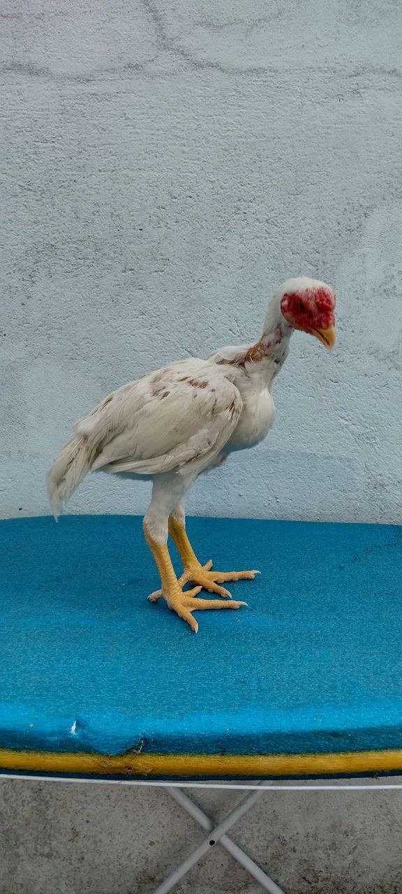 Frangos de índio shamo e índio gigante  - Foto 5