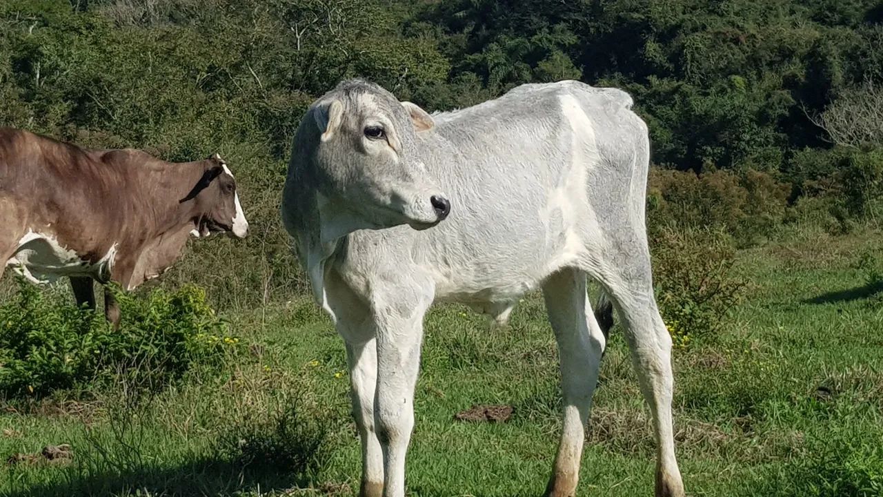 Bezerro nelore  - Foto 2