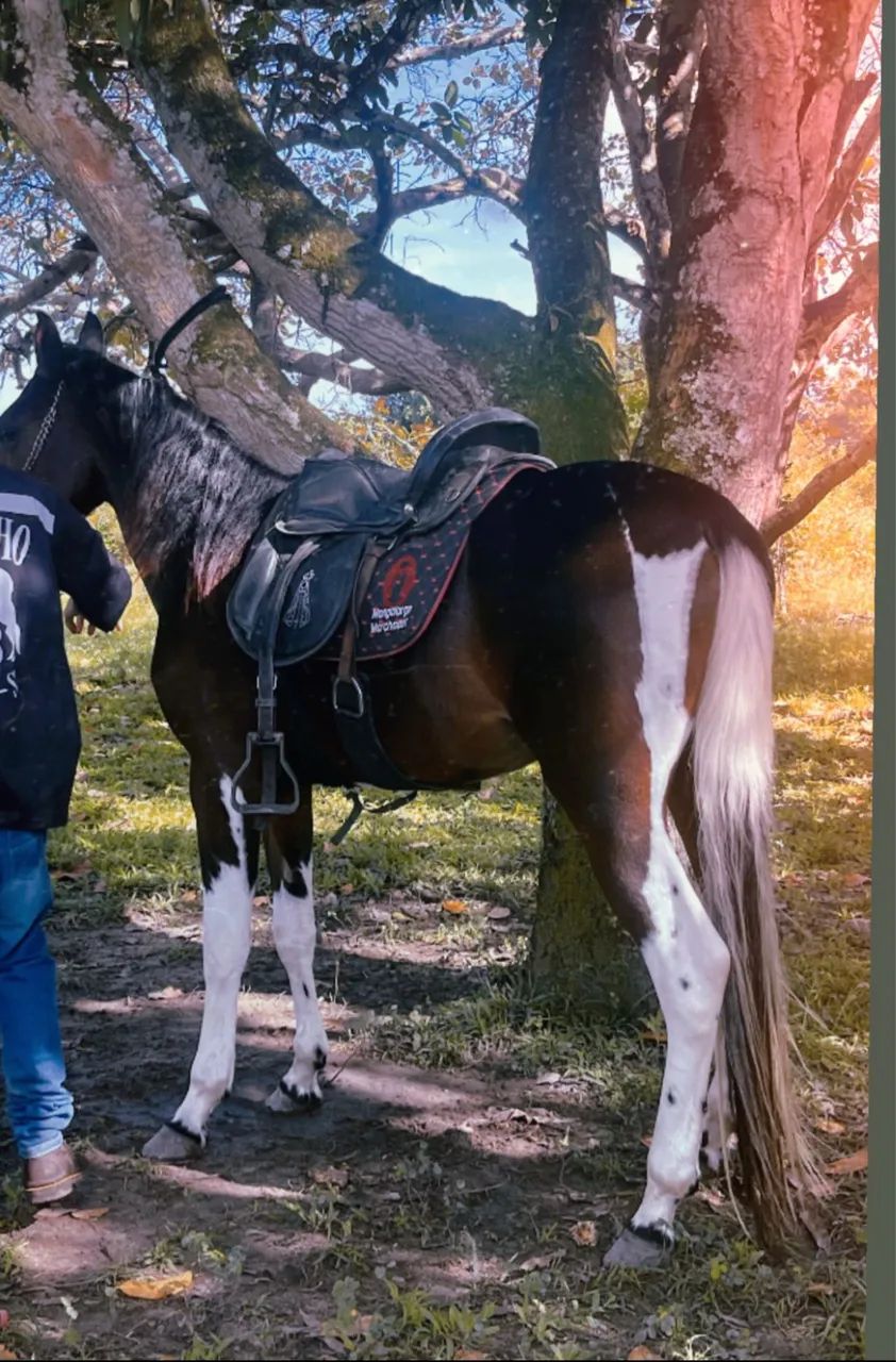 Cavalo mangalarga  - Foto 2