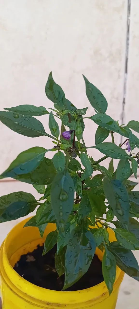 Pimenta p érola negra mudas - Foto 2