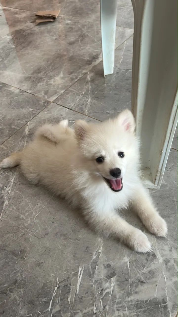 SPITZ ALEMÃO 