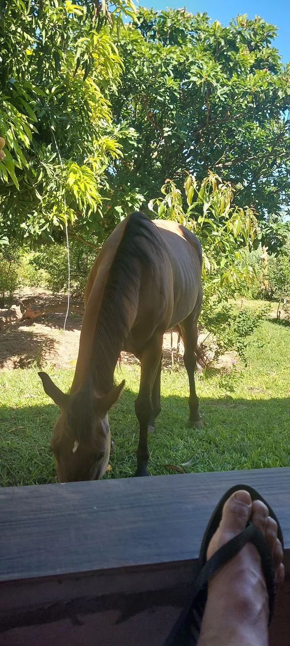 Égua Quarto de milha pura - 4 anos - Foto 5