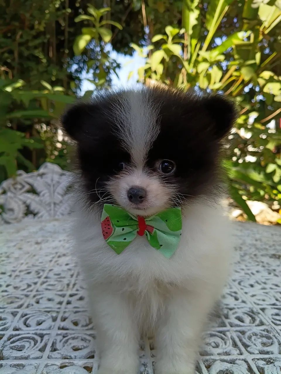 LULU MACHO  - Foto 2
