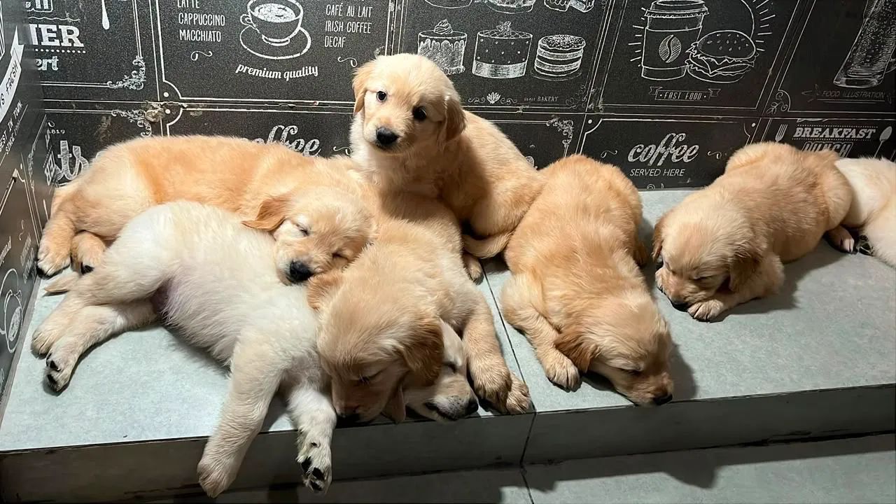 Golden Retriever