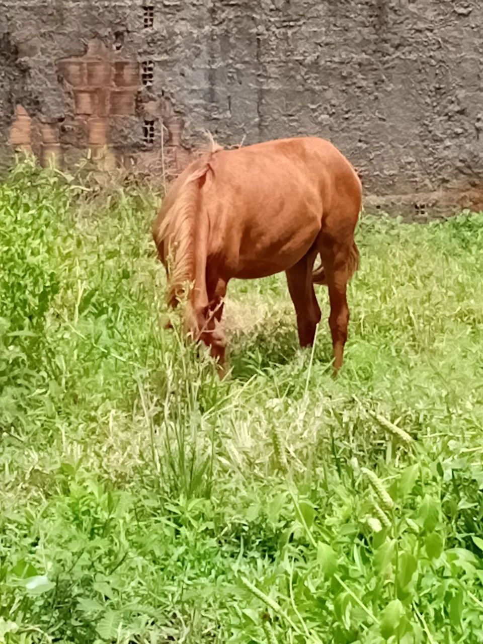 Porda linda e bem novinha macha picada de nascença  - Foto 2