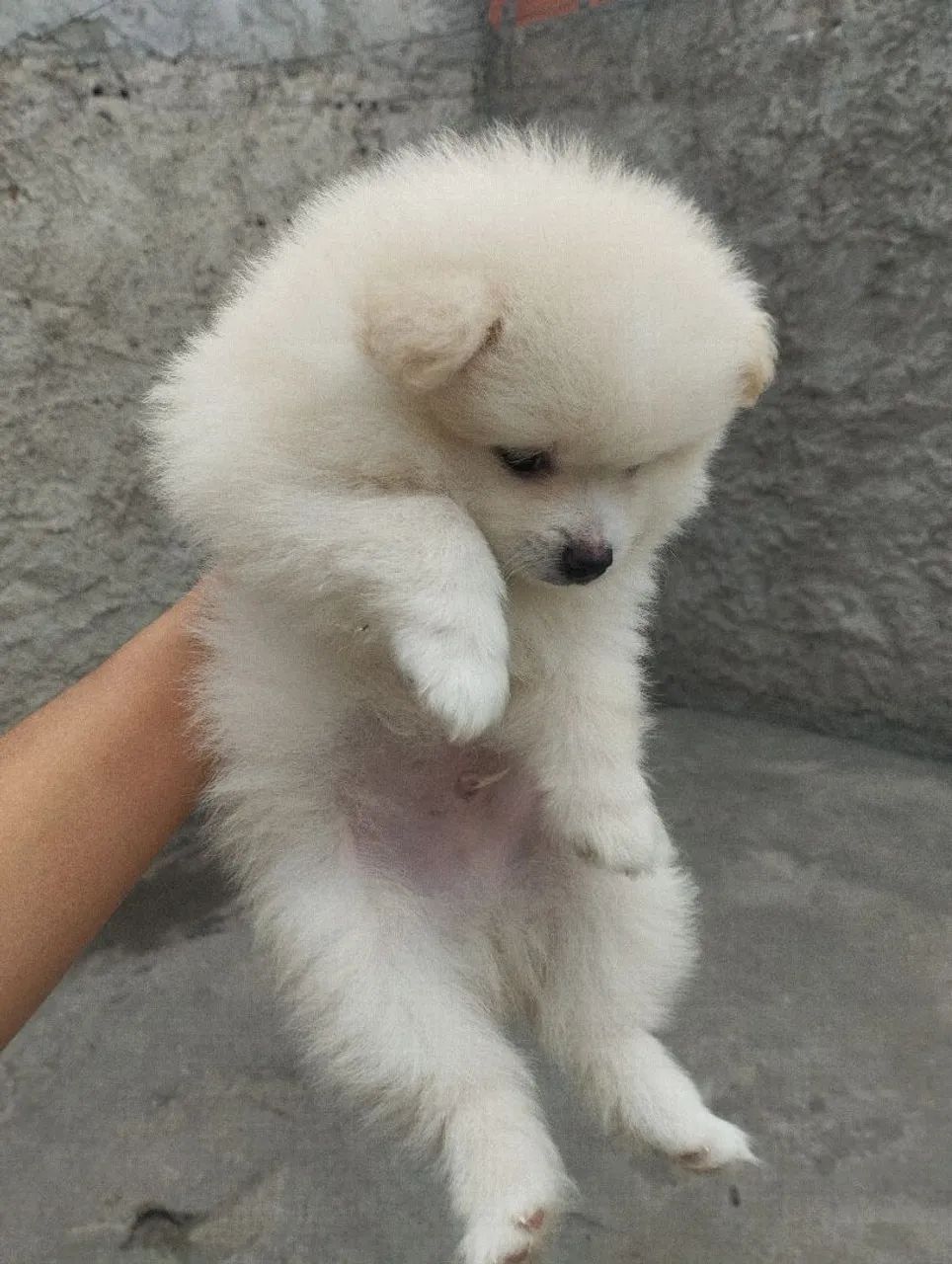 Spitz alemão Filhote  - Foto 2