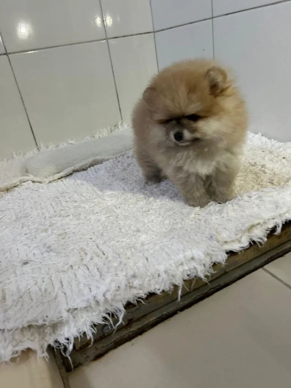 Spitz alemão anão  - Foto 5
