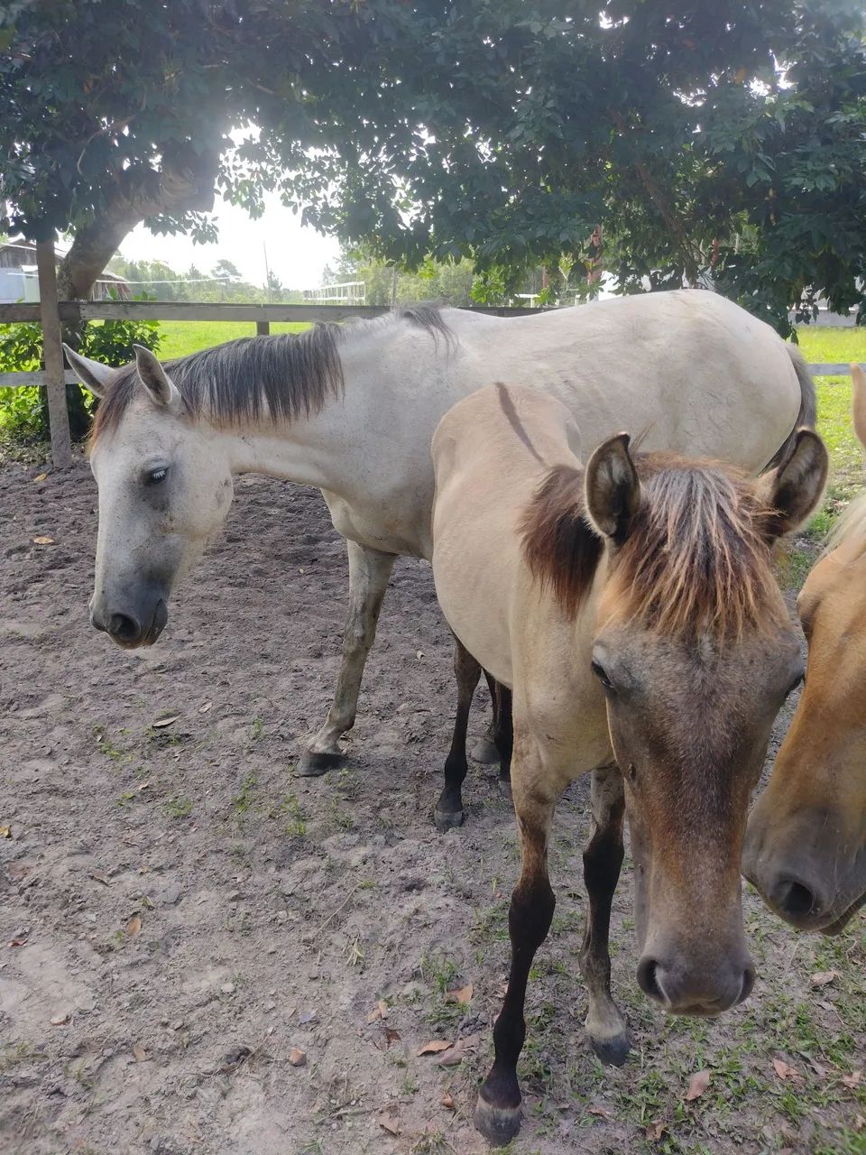 animais a venda(cavalos)  - Foto 2
