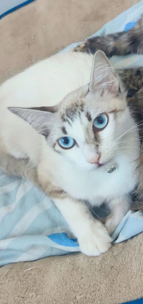 Doa-se essa gatinha de 8 meses. 