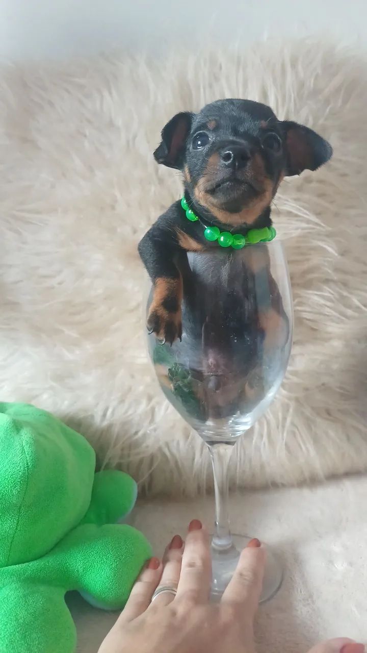 Filhote de pinscher macho  - Foto 3