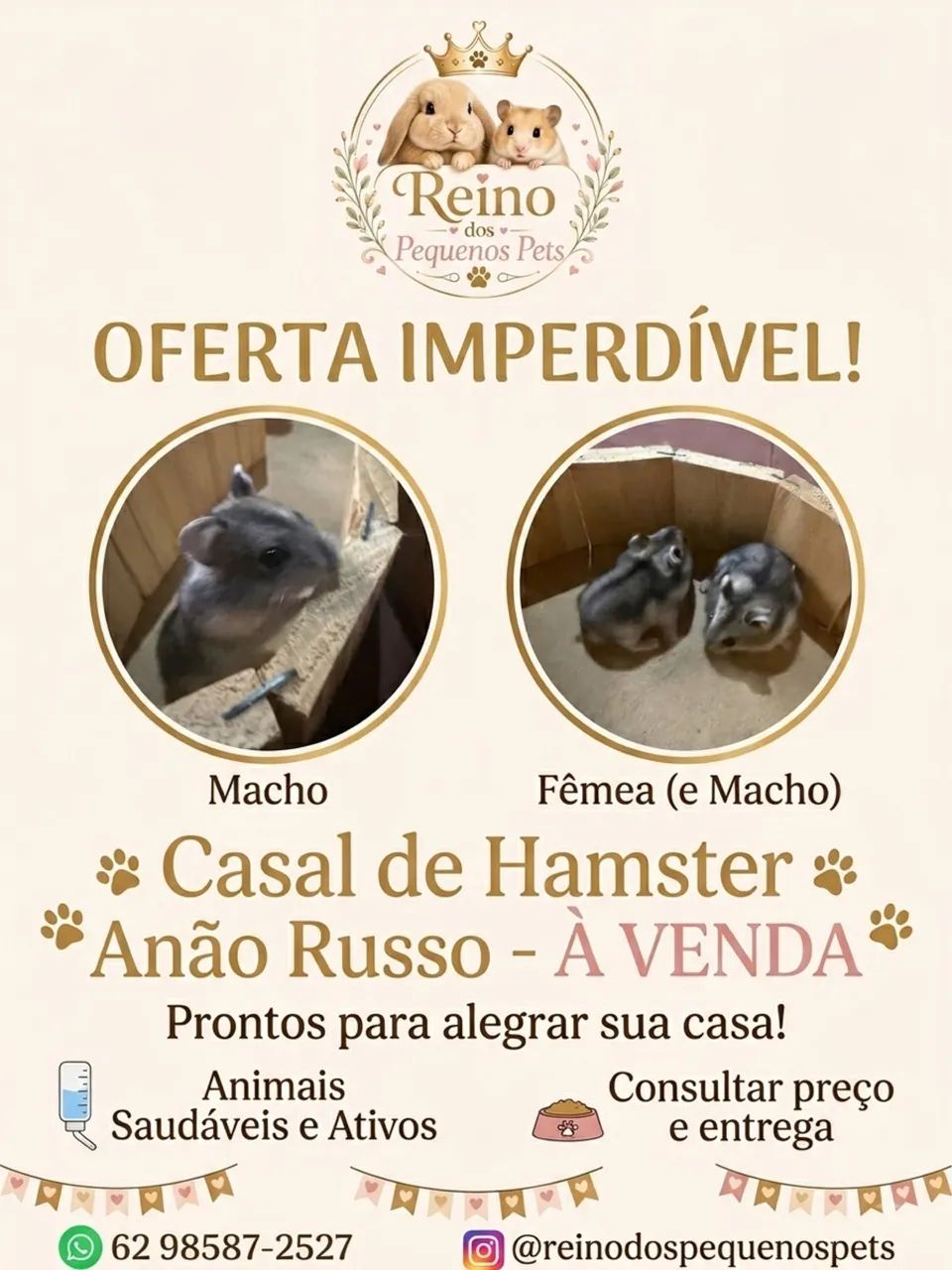 Filhotes de hamster anão russo