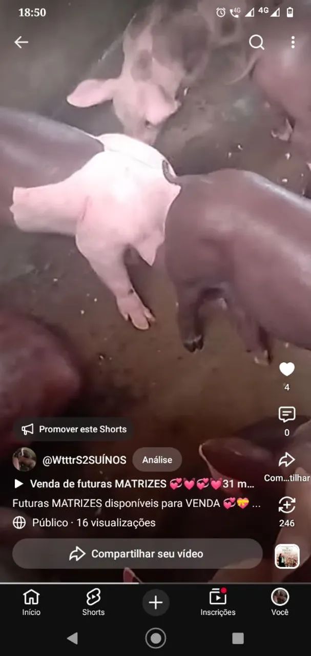 Suínos 