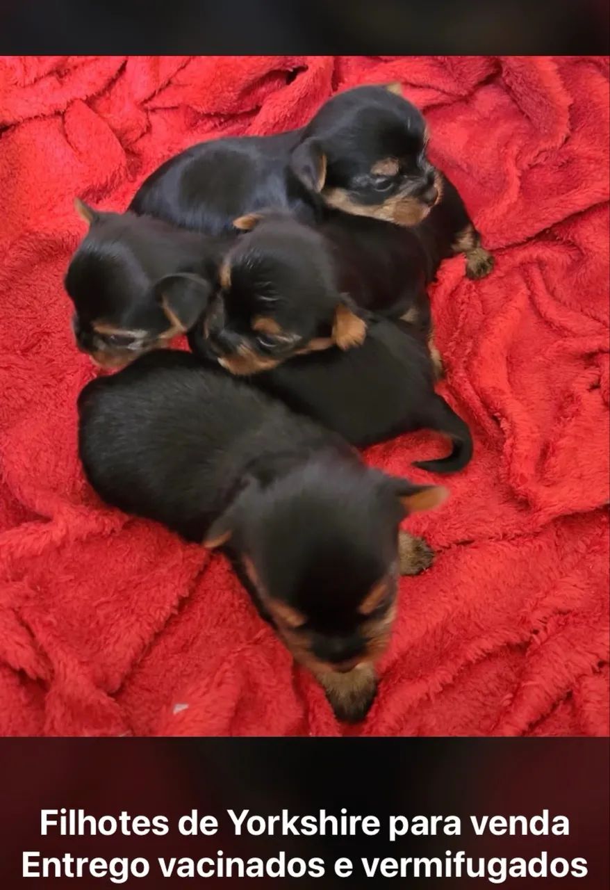 Vendendo..$1,000 - Foto 3