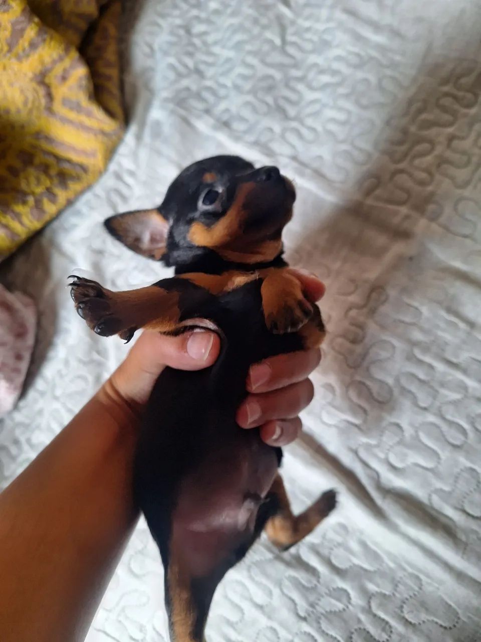 Pinscher zero Macho 
