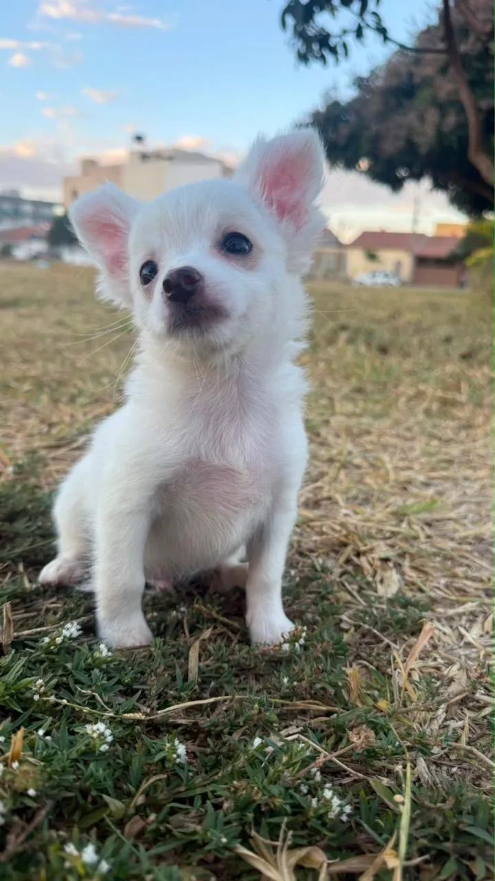 Chihuahua - Foto 2