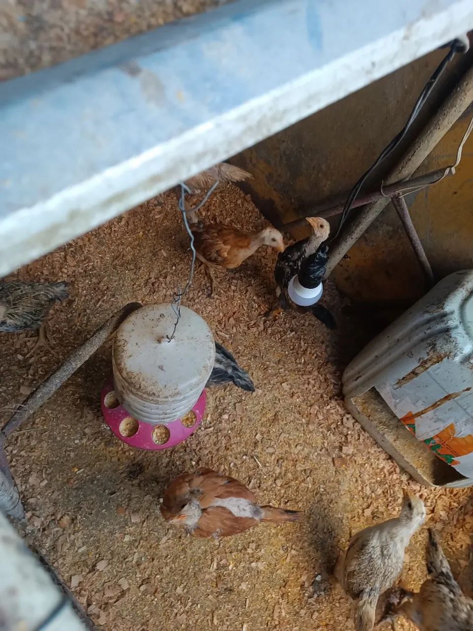 Frango(a)  caipira  - Foto 4