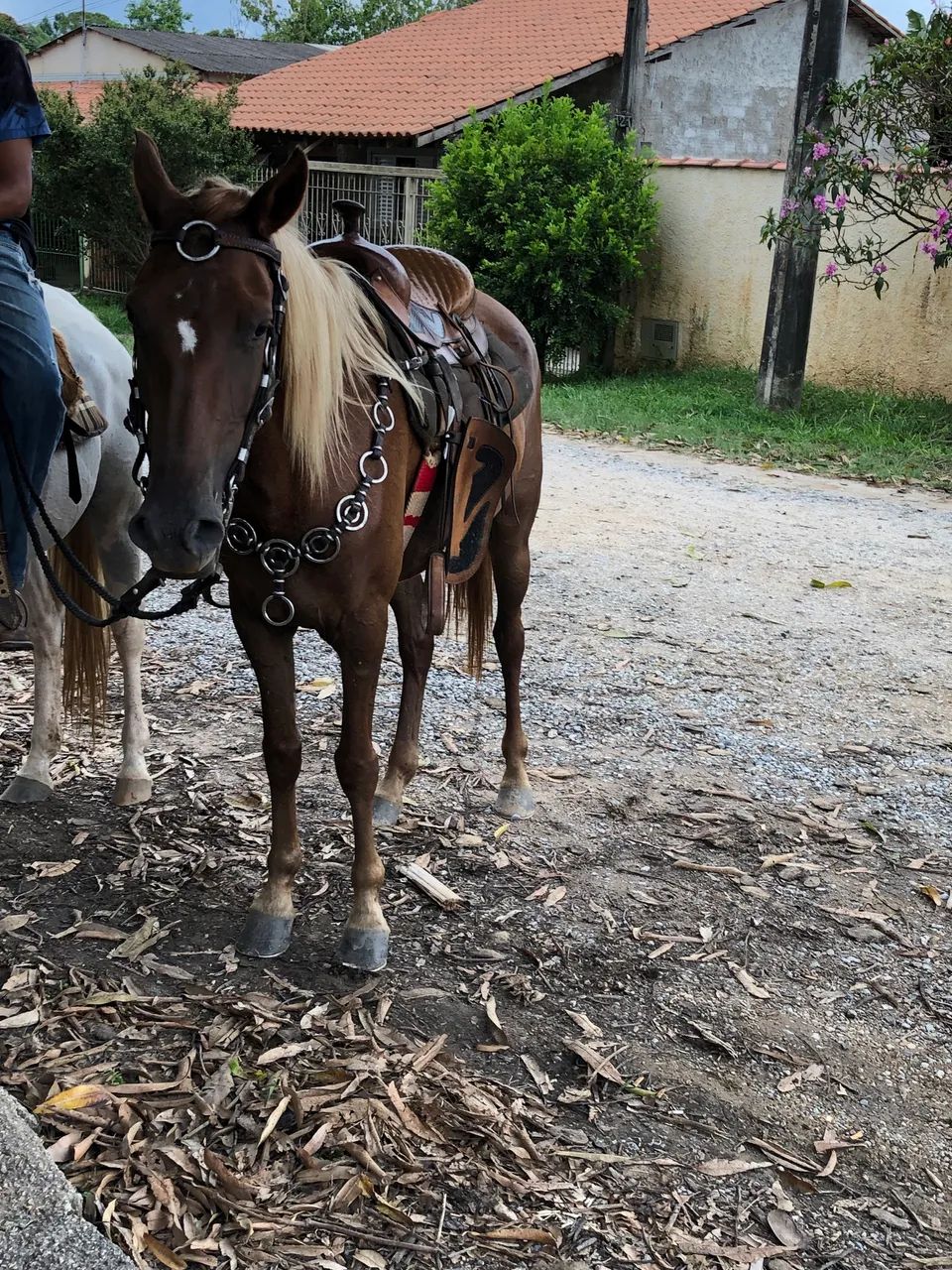Cavalos  - Foto 3
