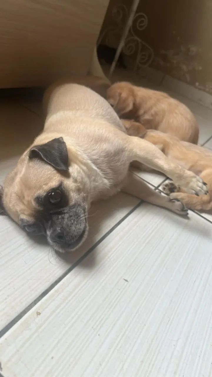 FILHOTE DE PUG COM SHITZU ? - Foto 2