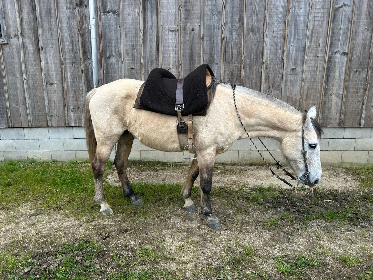 Cavalo  - Foto 2