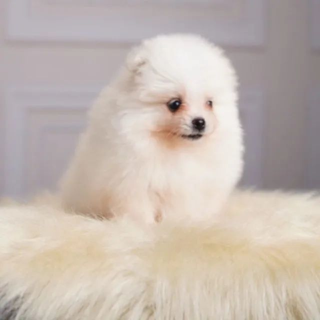 Cachorro  - Foto 4