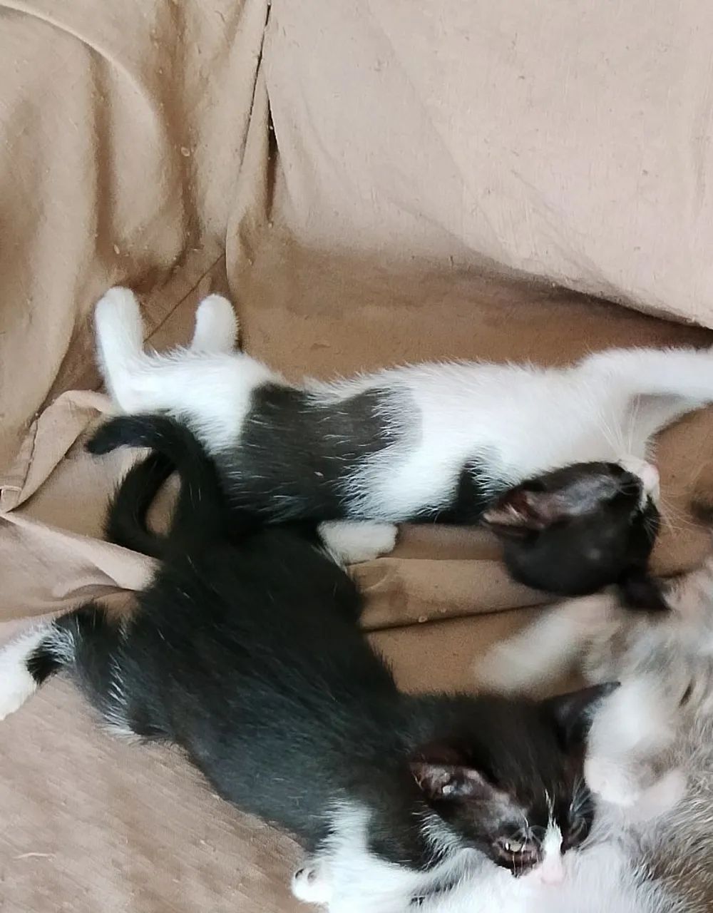Gatos para adoção 