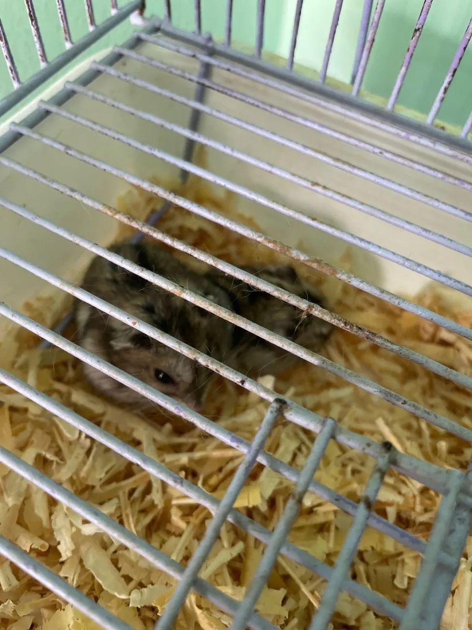 Hamister anão russo mais gaiolas  - Foto 6