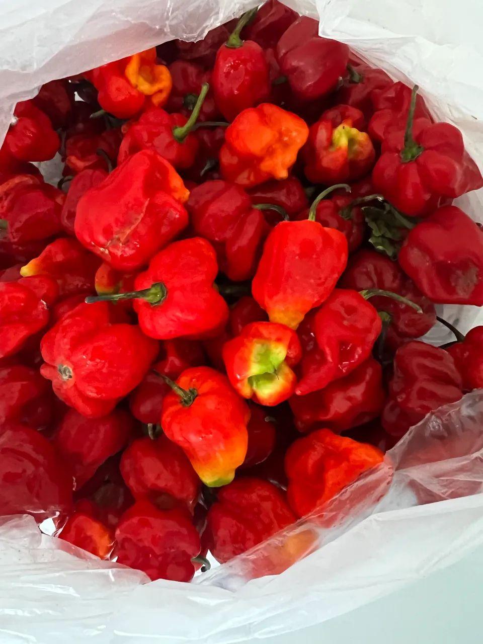 Pimenta carolina heaper 