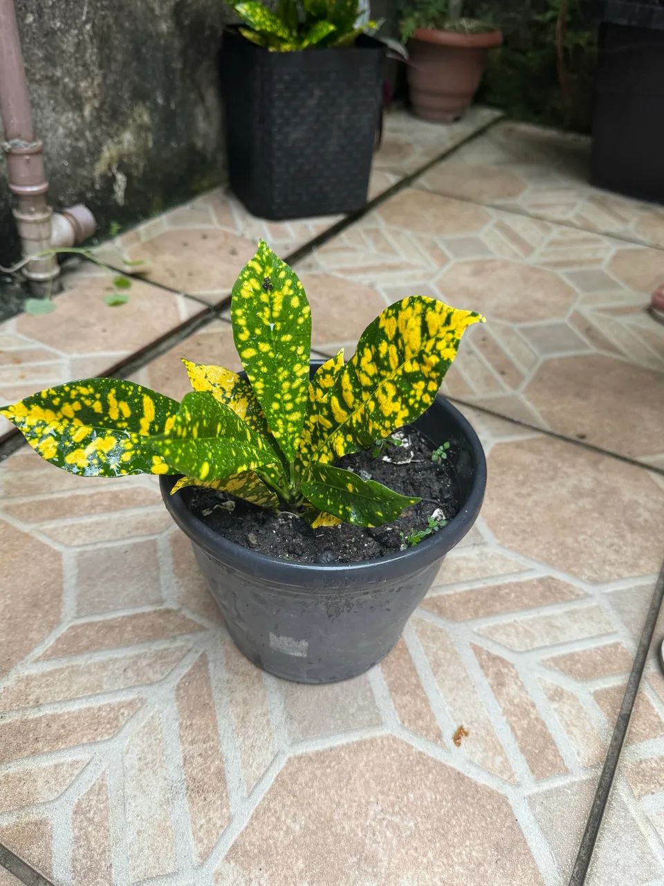 Planta Brasil - Foto 2