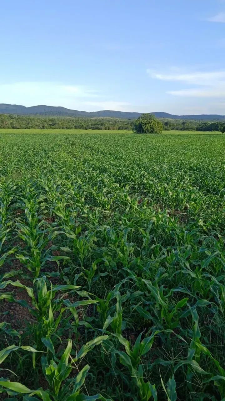 Fazenda a venda, em Peixe Tocantins!!! - Foto 5