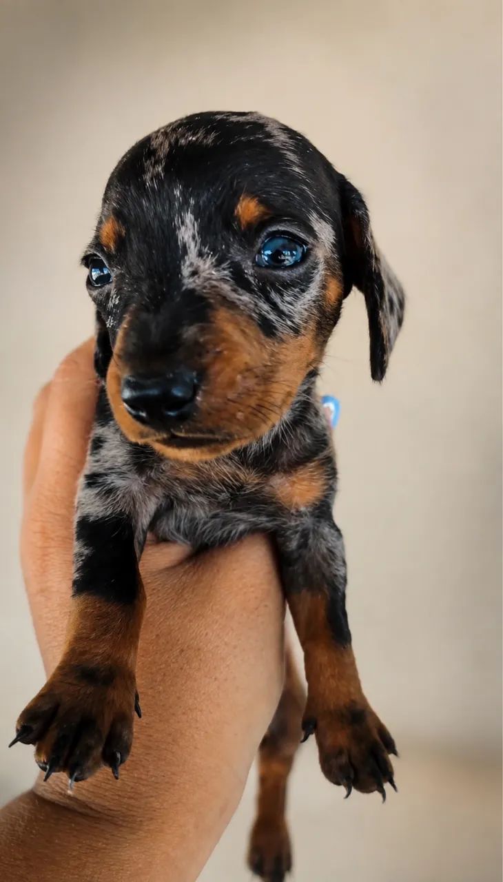 Dachshund  - Foto 3