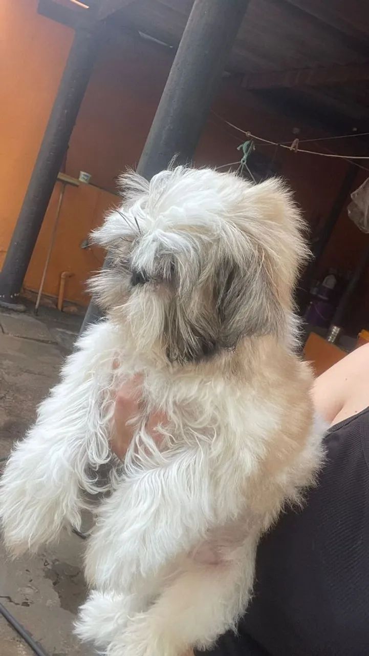 Shitzu macho  - Foto 2