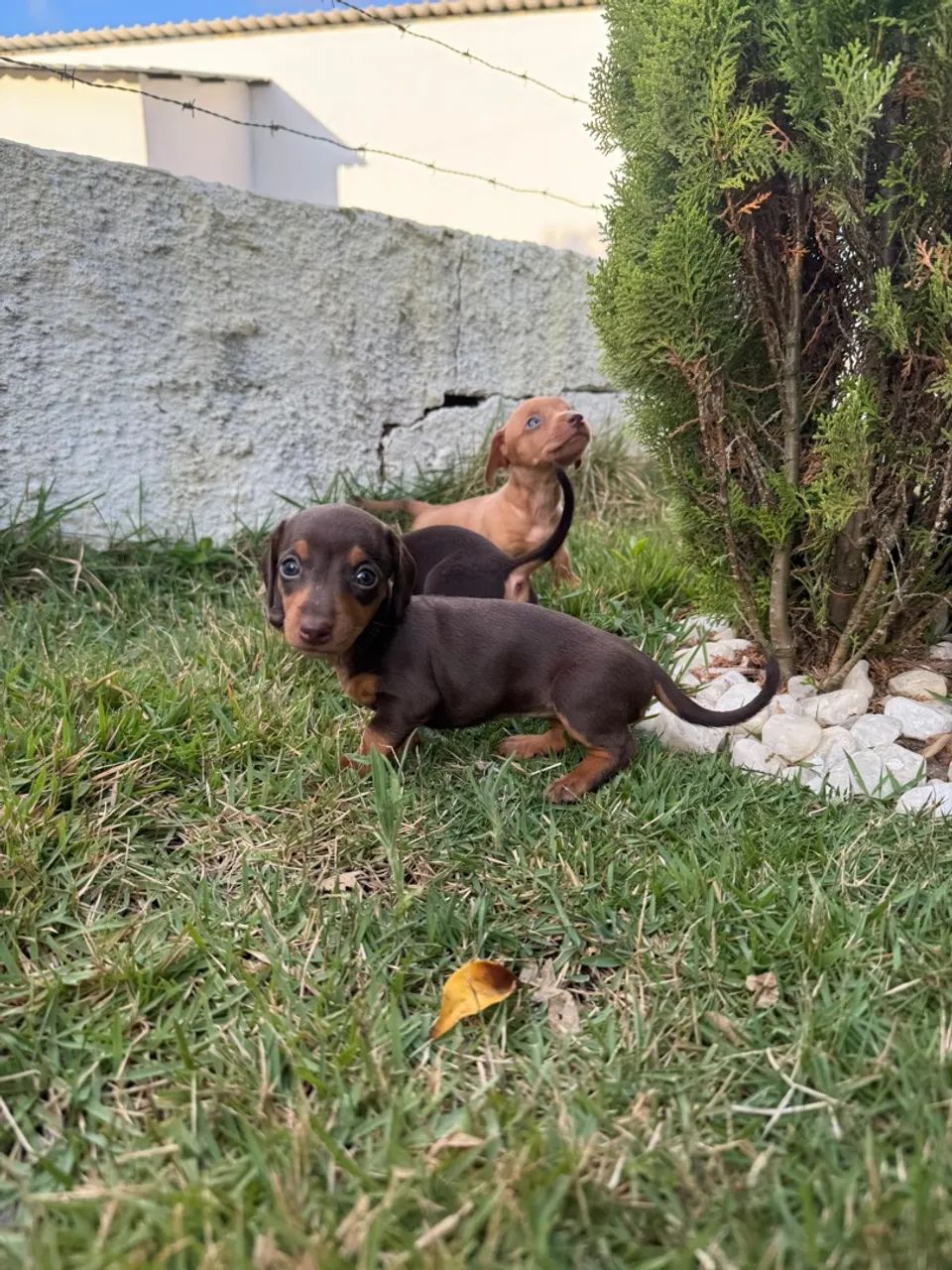 Salsichinha mini - Foto 5