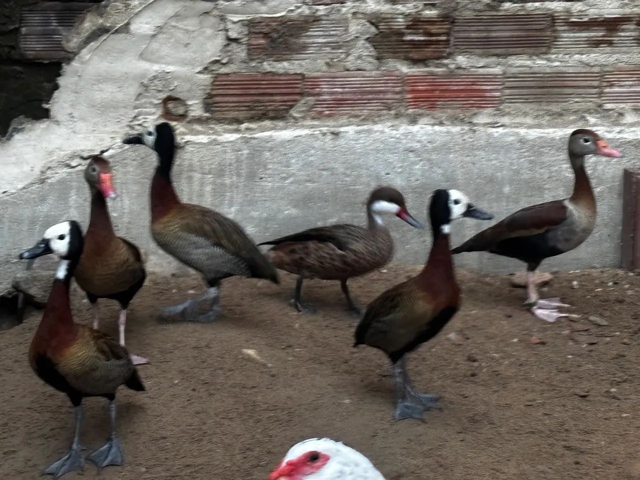 Vendo marrecas.  - Foto 2