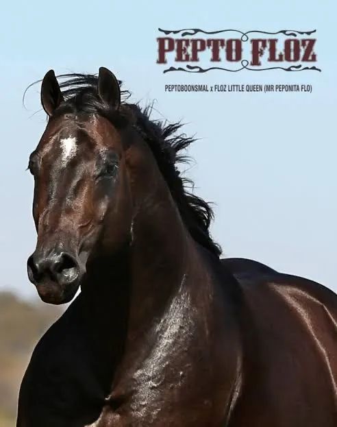 Vendo Égua pampa de 4 anos  - Foto 4