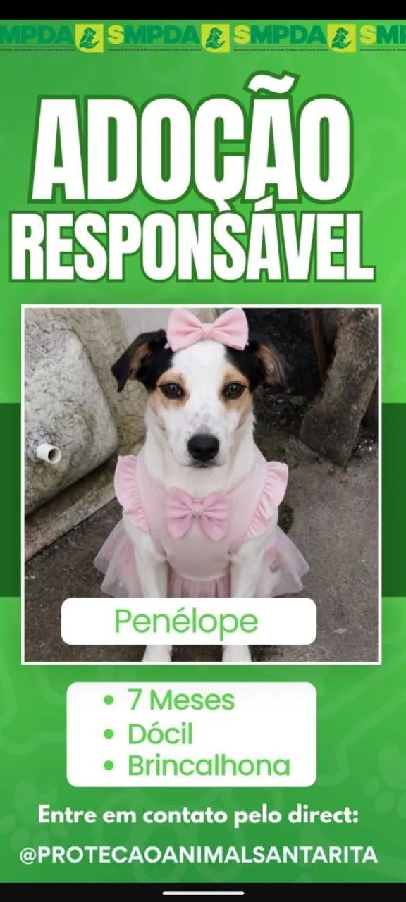 Cachorrinha fofa 