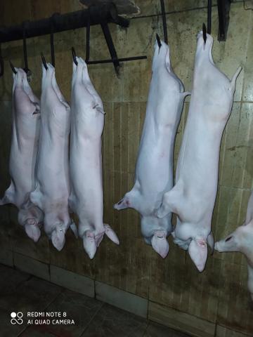 Porcos