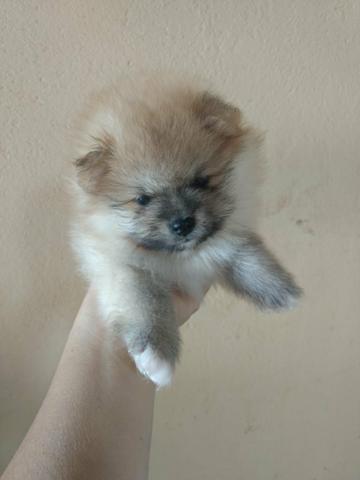 Spitz Alemão machos