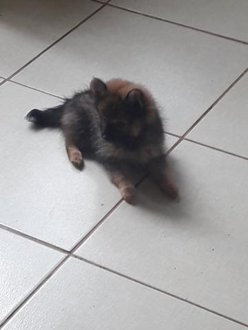 Lulu pomerania - Foto 4