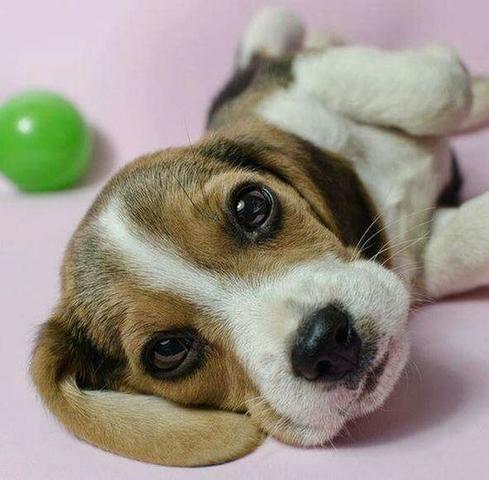Beagle Filhotinhos a pronta entrega! Ligue ou mande Wpp (11)9.6842.5101