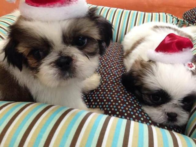 Belíssimos filhotes de shihtzu vacinados e vermifugados