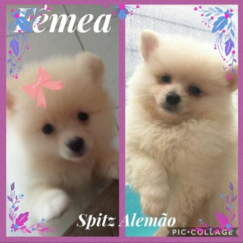 Fêmea creme - Foto 2