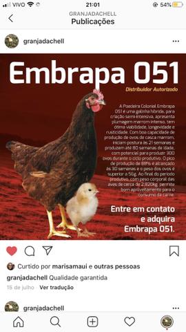 Ovos orgânicos galados - Foto 2